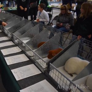 Shows – Washington State Rabbit Breeders Association